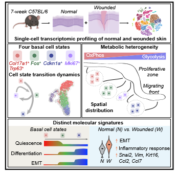 defining_epidermal.png
