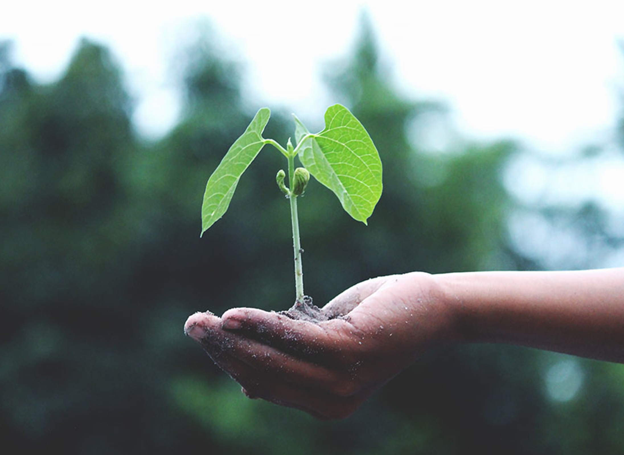 Seed Grants